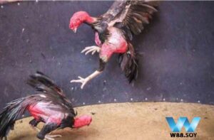 Hướng dẫn tham gia Đá Gà Asil