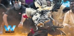 Đá Gà Casino: Định Nghĩa và Sự Phát Triển