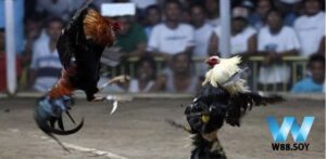 Hình thức chọi gà phổ biến và chuyên nghiệp