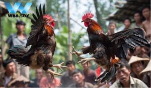 Những điều cần biết về Đá Gà Shamo là gì?