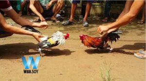 Nguồn gốc và lịch sử của gà tre Thomo