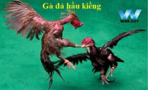 Đá Gà Hầu Kiềng là gì?